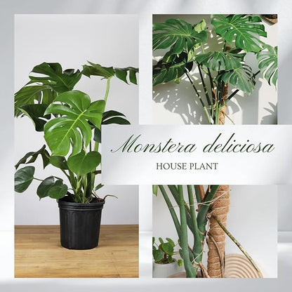 Monstera Deliciosa Plant Live, Swiss Cheese Plant, Split Leaf Indoor Plants Live Houseplants, 4 Inc Pot