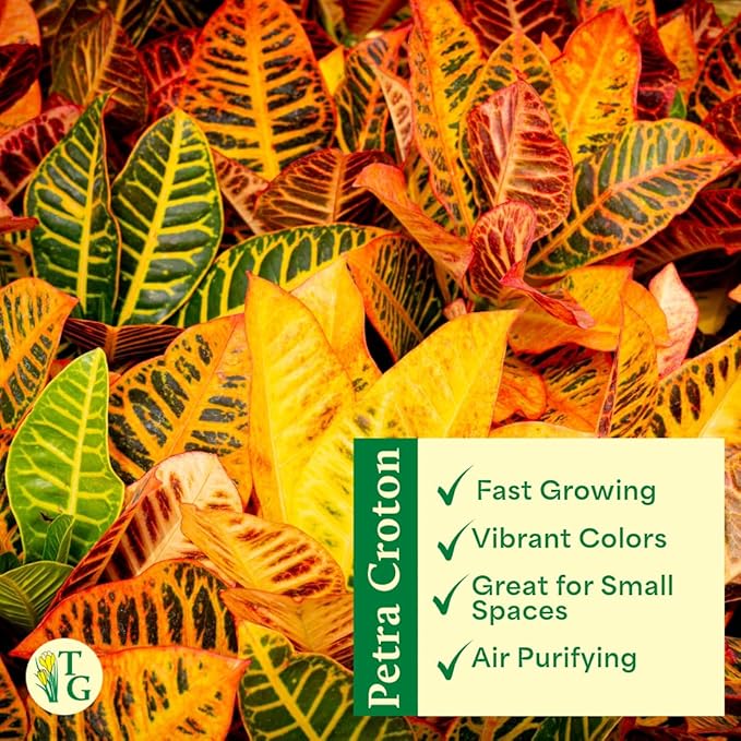 Thorsen's Greenhouse Live Petra Croton Plant, Codiaeum Variegatum, Colorful Foliage, Live Indoor Houselant (Coffee, 4-inch Pot)