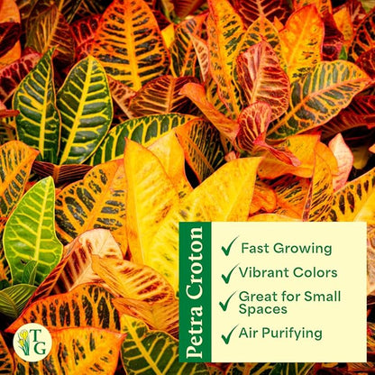 Thorsen's Greenhouse Live Petra Croton Plant, Codiaeum Variegatum, Colorful Foliage, Live Indoor Houselant (Brushed Silver, 4-inch Pot)