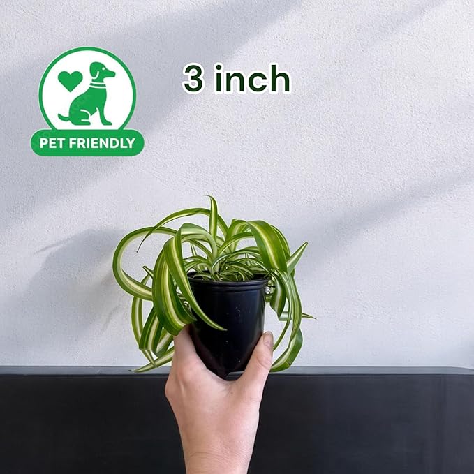 3' Spider Plant Bonnie - Airplane Plant, Spider Ivy