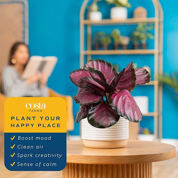 Costa Farms Calathea Pink Star Live Plant in Decorative Pot, Indoor Houseplant, Perfect for Home, Room, or Office Decor, Great House Warming or Birthday Gift, 12-18 Inches Tall
