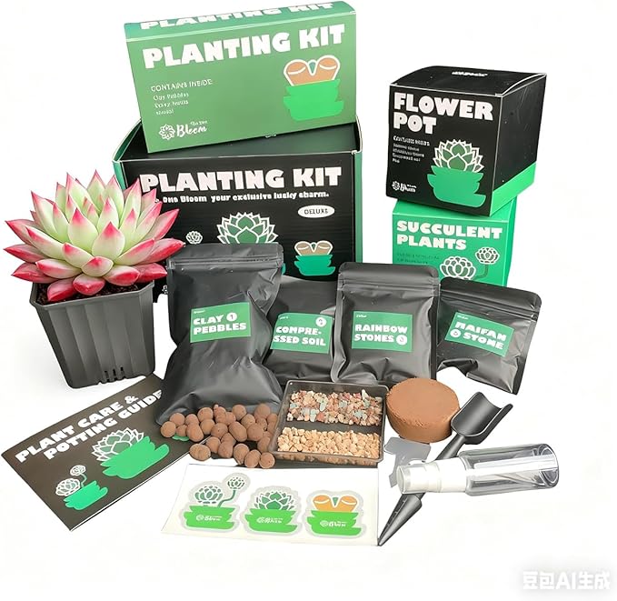 Live Echeveria ‘Cherry’ Succulent – Rare Bare Root Succulent Plant, Easy to Grow Indoor Houseplant, Home Décor & Gift Idea