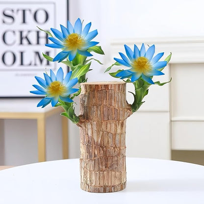 Brazilian Wood Plants,with Base and Mystery Doll Decorations, Easy to Plant in The Home Office to attracts Wealth,Lucky Wood Plant,Home Decoration
