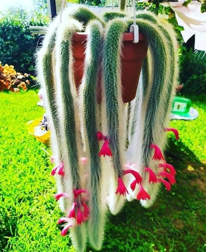 Monkey Tail Cactus Plant, Trailing Cactus Succulent Well Rooted 6-8 Inch Tall, Ornamental Houseplant for Hanging Basket