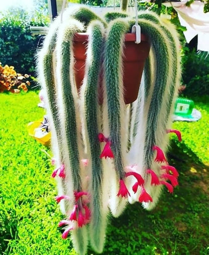 Monkey Tail Cactus Plant, Trailing Cactus Succulent Well Rooted 6-8 Inch Tall, Ornamental Houseplant for Hanging Basket