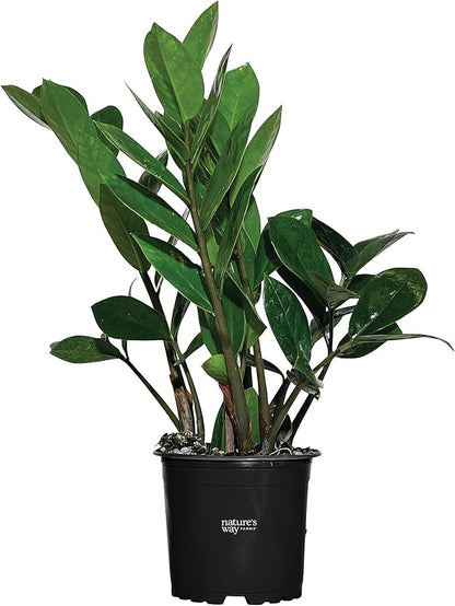 ZZ Plant, Zamioculcas Zamiifolia, Indoor, Outdoor, Live Houseplant, in Grower Pot, Nature’s Way Farms (7-11 in. Tall)