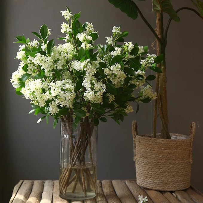 Night Blooming Jasmine Live Plant - Cestrum Nocturnum. Fragrant Flowering Shrub for Garden, Patio or Window (4 ngt.jas sacs)