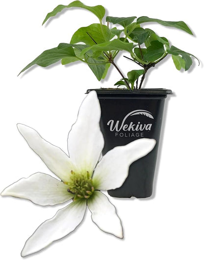 Clematis Sweet Autumn Paniculata - Live Starter Plant in a 2 Inch Growers Pot - Starter Plants Ready for The Garden - Rare Clematis for Collectors