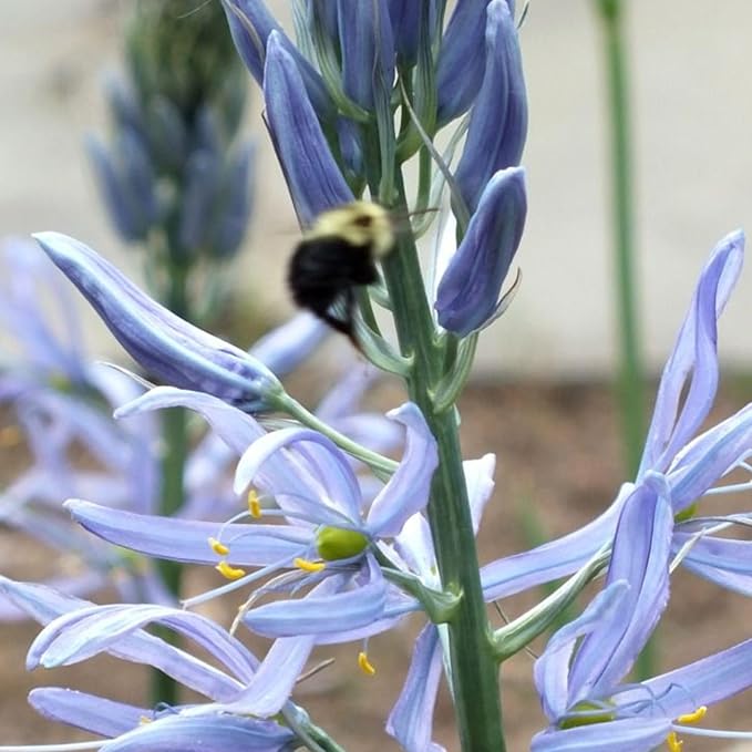 Camassia Cusickii Bulbs – Rare Wild Hyacinth Blue Flower | Pacific Northwest Native Camassia Bulb | Deer Resistant | Fall Planting | 14cm+ Size (1 Pack)