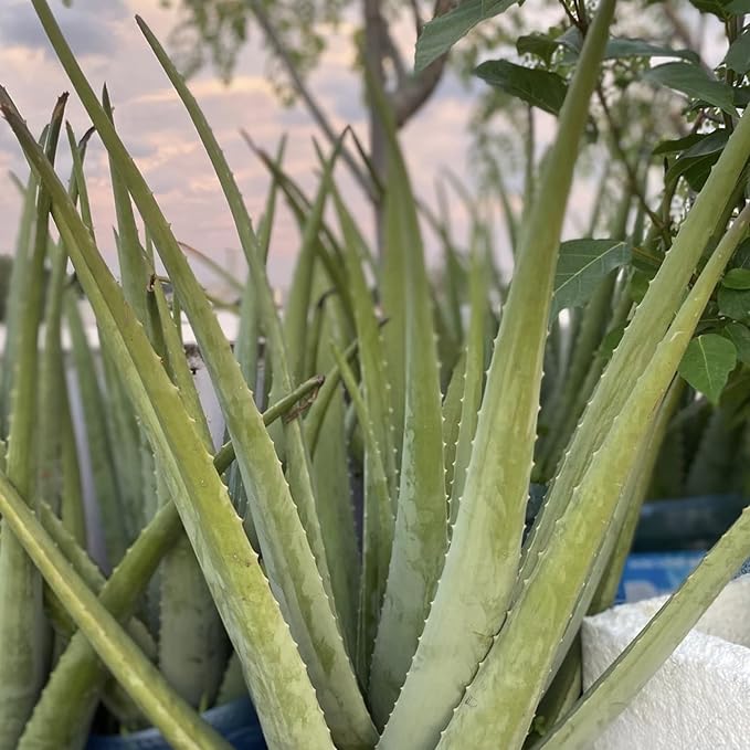 Live Aloe Vera Plant Succulent Trees | Aloe Vera Chinensis in Size 4 Inch Pot | Suitable for Indoor or Outdoor Garden | Easy-Growing Aloe Vera Pen Plant Ideal for Home Décor