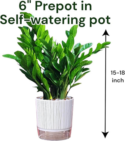 ZZ Plant 3/4/6/8" - Zamioculcas Zamiifolia Raven Plant- Indoor Easy Care House Plant - Live Plant (6" Pre-Potted in Self-Watering Pot)