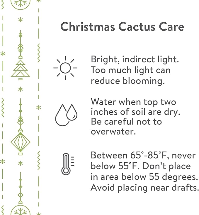 Green Circle Growers 6-Pack Live Christmas Cactus Plants in Red Pot Covers – Festive Holiday Décor & Gift