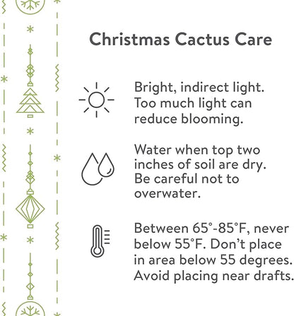 Green Circle Growers 6-Pack Live Christmas Cactus Plants in Red Pot Covers – Festive Holiday Décor & Gift