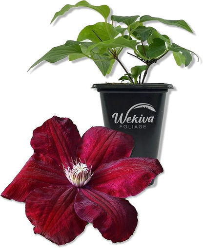 Clematis Rouge Cardinal - Live Starter Plant in a 2 Inch Growers Pot - Starter Plants Ready for The Garden - Rare Clematis for Collectors