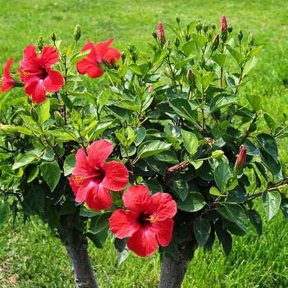 Red Hibiscus. rosa-sinensis. Live Plant - Tropical Blooming Hibiscus, Pretty Flowers, Used in Tea and Juice (4 red Hibiscus Cups)