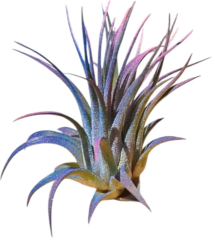 Rainforest Grown 3 Pack Ionantha Air Plants Assorted Sizes Pink & Purpled Enhanced Coloring - Live Tillandsia - 1 to 3 inches â€“ Succulents 30 Day Guarantee