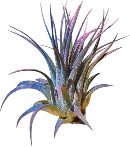 Rainforest Grown 3 Pack Ionantha Air Plants Assorted Sizes Pink & Purpled Enhanced Coloring - Live Tillandsia - 1 to 3 inches â€“ Succulents 30 Day Guarantee