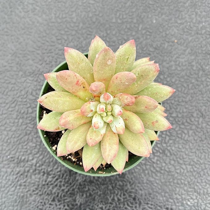 Live Succulent Plants (Echeveria 'Goldfish'), Easy Care Houseplant for Home and Office Decor, Great Gift for Housewarming, Birthday, Thanksgiving