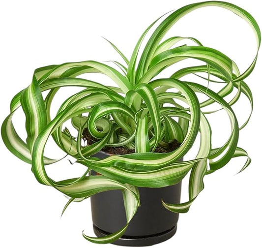 8' Spider Plant Bonnie - Airplane Plant, Spider Ivy