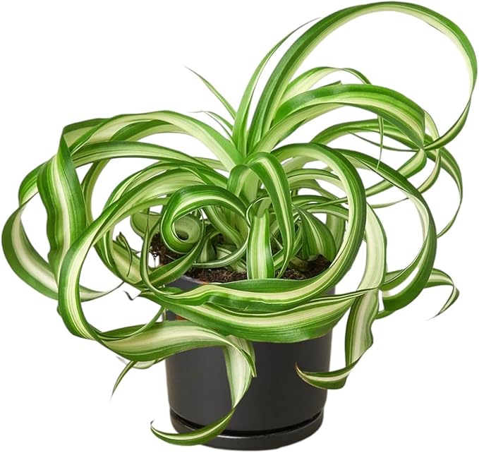 3' Spider Plant Bonnie - Airplane Plant, Spider Ivy