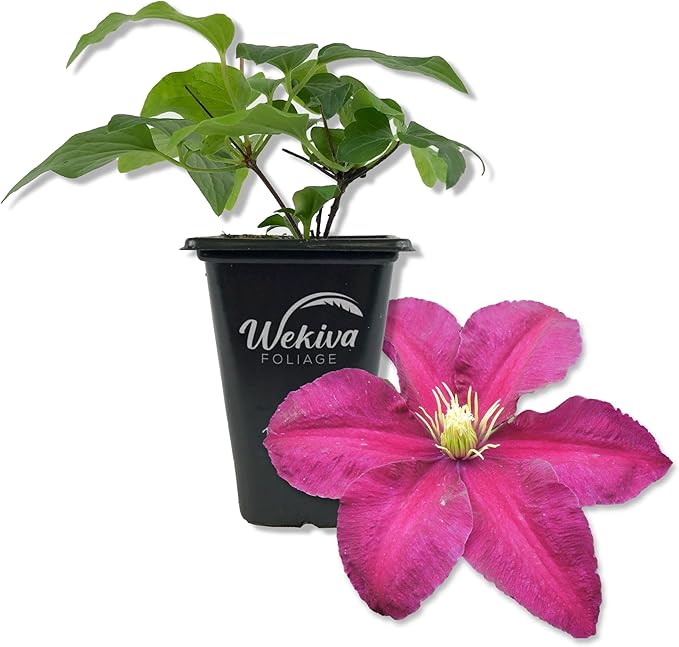 Clematis Niobe - Live Starter Plant in a 2 Inch Growers Pot - Starter Plants Ready for The Garden - Rare Clematis for Collectors