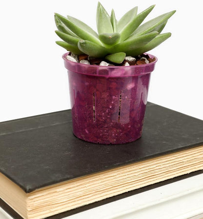 rePotme Cactus and Succulent Potting Soil Mix - Classic Blend (Standard Bag)
