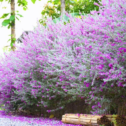 2 Vibrant Sage Salvia Live Plants, Fragrant Perennial Sage Plants Live for Spring Planting, Summer Planting, 5 to 10 Inches in Tall, (Texas)