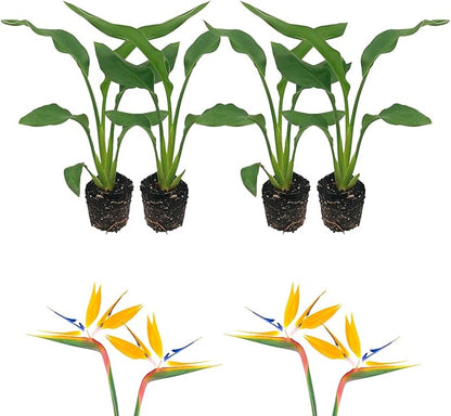 Live Orange Birds of Paradise Plant - ‘Orange Birds of Paradise’ Strelitzia Reginae - ragnaroc Tropical Plant 6-10” Tall - 4ct - Live Arrival Guaranteed - House Plants for Home Decor & Gift