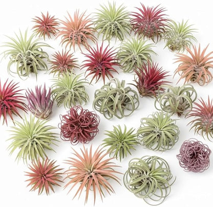 Tillandsia Air Plants, Pack 12 Live Indoor Air Plants, Low Light Tillandsia Houseplants for Terrariums and Decorative Displays