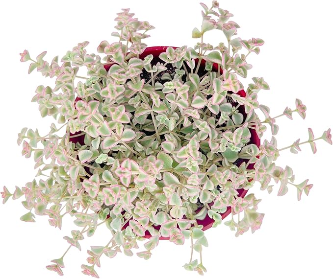 Live Succulent Plants (Sedum Little Missy Variegated), Easy Care Potted Succulents, Approx 4" D x 4" H, Indoor Houseplant, Unique Gifts, Home Office Décor