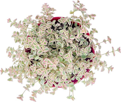 Live Succulent Plants (Sedum Little Missy Variegated), Easy Care Potted Succulents, Approx 4" D x 4" H, Indoor Houseplant, Unique Gifts, Home Office Décor