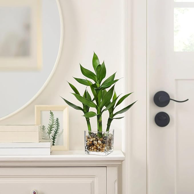Artificial Lucky Bamboo Plant 17.3 Fake Plant in Rectangular Glass Pot for Centerpiece Table Decorations Farmhouse Wedding Home Greenery Decor