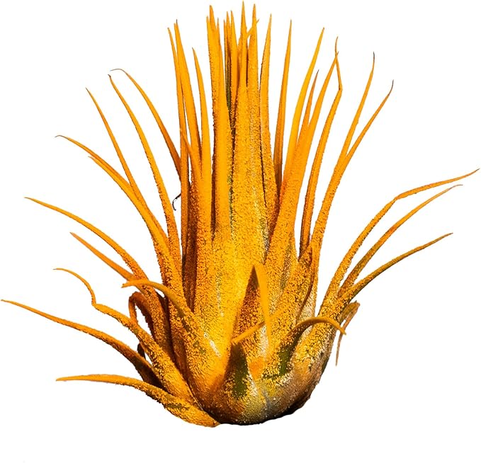 Air Plants - Tillandsia Ionantha - Organically Enhanced Color - Live Arrival Guaranteed - House Plants for Home Decor & Gift (3pk Marigold Tan Singles)