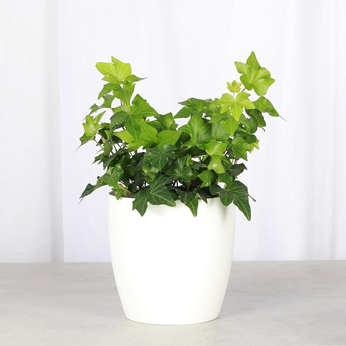 Thorsen's Greenhouse Live Green English Ivy Plant, Hedera Helix, Natural Air Purifier, Easy to Grow, Live Indoor Houseplant, 4" Diameter Pot (Natural)