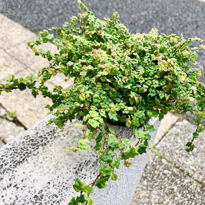 String of Frog Live Plants, Easy Indoor Trailing Succulent in 4" Pot, Hanging Succulent Houseplant Indoor Outdoor Planting