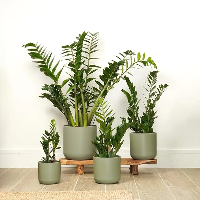 ZZ Plant 3/4/6/8" - Zamioculcas Zamiifolia Raven Plant- Indoor Easy Care House Plant - Live Plant (4" Pot – 9–11" Tall)