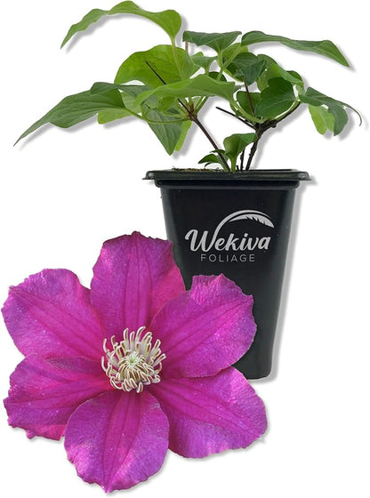 Clematis Cardinal Wyzynski - Live Starter Plant in a 2 Inch Growers Pot - Starter Plants Ready for The Garden - Rare Clematis for Collectors
