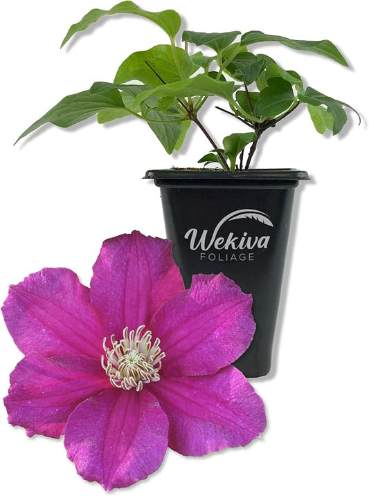 Clematis Cardinal Wyzynski - Live Starter Plant in a 2 Inch Growers Pot - Starter Plants Ready for The Garden - Rare Clematis for Collectors
