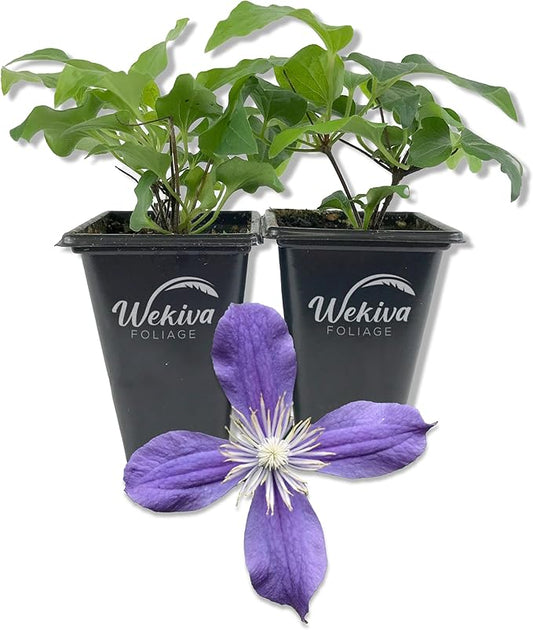 Clematis Arabella - 2 Live Starter Plants in 2 Inch Growers Pots - Starter Plants Ready for The Garden - Rare Clematis for Collectors