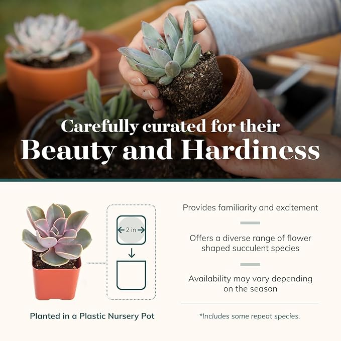 Shop Succulents Echeveria & Rosette Live Succulent Variety Pack – Fully Rooted 2" Potted Plants for Gifts, Favors, DIY Projects, Terrariums, Home Décor, and Garden Arrangements, 40 Pack