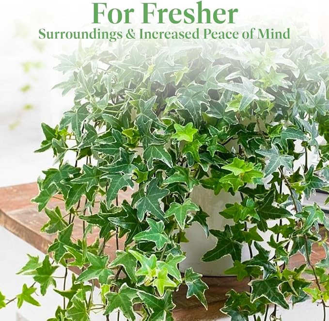 American Plant Exchange English Ivy 'Needlepoint' – 6-Inch Pot, Live Trailing Vine, Low-Maintenance Air-Purifying Houseplant for Hanging Baskets, Shelves & Indoor Home or Office Décor