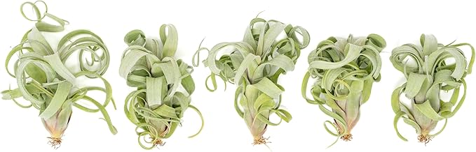 Air Plant Shop 3 Pack Tillandsia Curly Slim (T. Intermedia x T. Streptophylla) Air Plant - Succulents - Live Tillandsia - Easy Care Indoor and Outdoor House Plants
