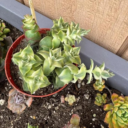 String of Pearls Plant Live 4 Inch Pot, Rare Succulents Plants in Hanging Baskets, Trailing Succulent Houseplant for Home Office (Variegated String of Buttons)