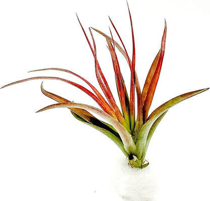 ragnaroc Air Plants - Tillandsia Brachycaulos Abdita, Large 4-6" - 2 ct - Live Arrival Guaranteed - House Plants for Home Decor & Gift