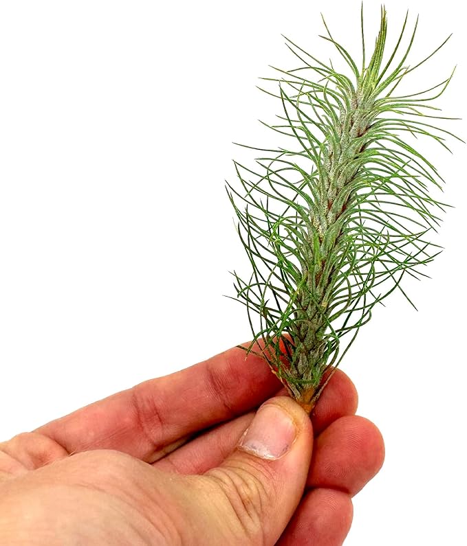 ragnaroc Air Plants - Colombian Tillandsia Funckiana, Large 5" - 1ct - Live Arrival Guaranteed - House Plants for Home Decor & Gift