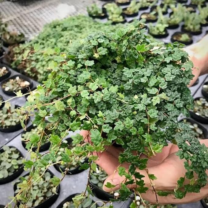 String of Frog Live Plants, Easy Indoor Trailing Succulent in 4" Pot, Hanging Succulent Houseplant Indoor Outdoor Planting