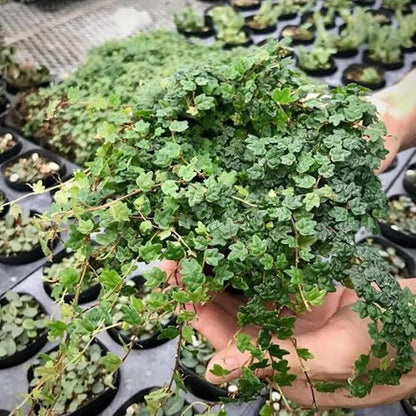 String of Frog Live Plants, Easy Indoor Trailing Succulent in 4" Pot, Hanging Succulent Houseplant Indoor Outdoor Planting