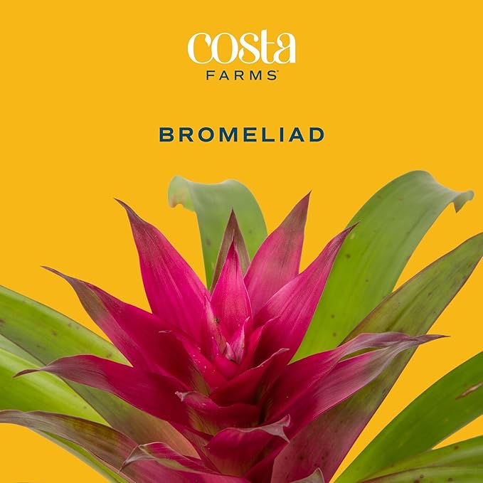 Costa Farms Bromeliad Live Plants (Pack of 2) - Blooming Flowers, 20-Inches Tall | Live Indoor Houseplants in Flower Pots | Assorted Colors | Housewarming Gift, Home, Office, Room Decor