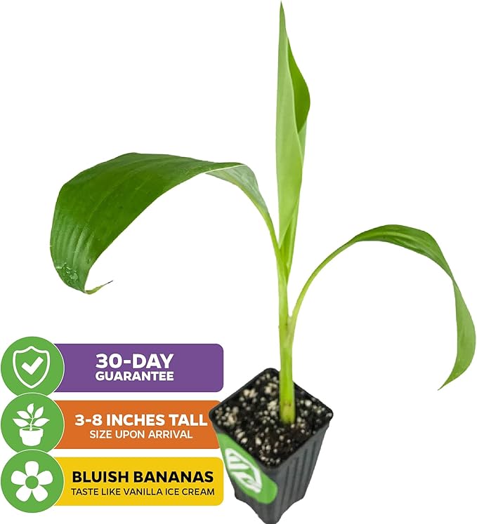 Ice Cream Banana Tree Live Plant - Musa acuminata - Wellspring Gardens Starter Plant - Easy to Grow Plants for Nature Lovers & Gardeners- Outdoor Planting in Outdoor & Patio