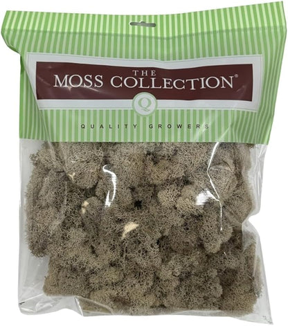 Preserved Reindeer Moss - Moss for Crafts, Home Decor, Art, Design & DIY Projects - Non-Toxic - USA Made (Natural, Medium)